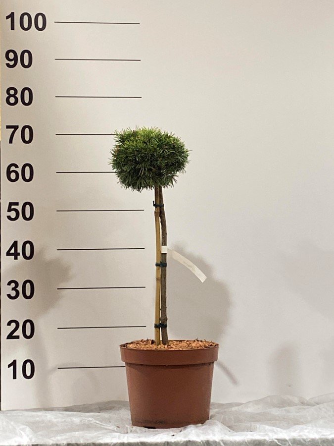 Spygliuotis, pušis "Piggelmee", ant stiebo, vazonėlio skersmuo 22 cm.