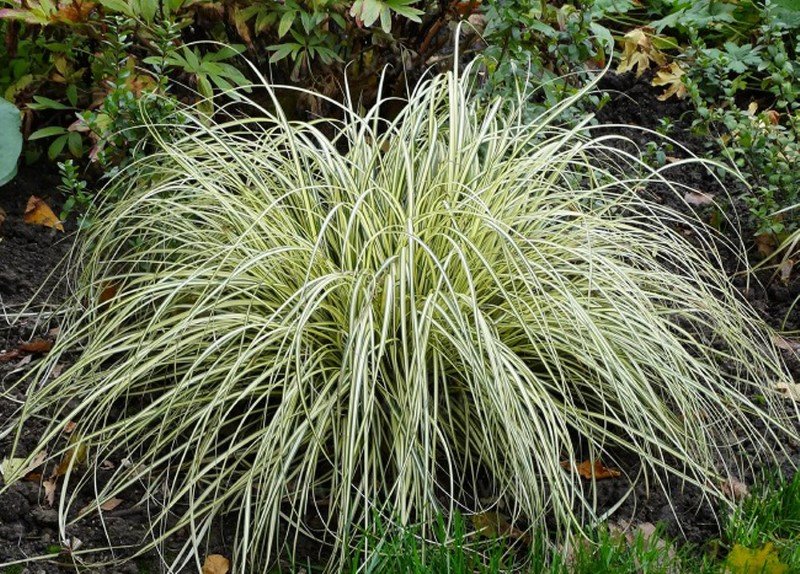 Žolinis augalas, visžalė viksva SODO GAMA "Evergold", vazonėlio talpa 2 l.