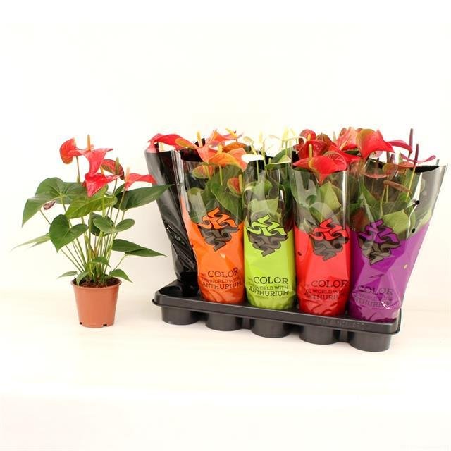 Kambarinis augalas, antūris, vazonėlio skersmuo 12 cm.