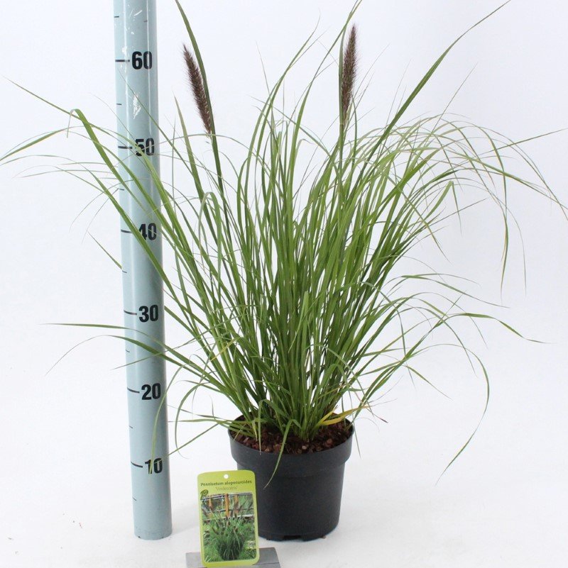 Žolinis augalas, soruolė "Viridescens", vazonėlio skersmuo 17 cm.