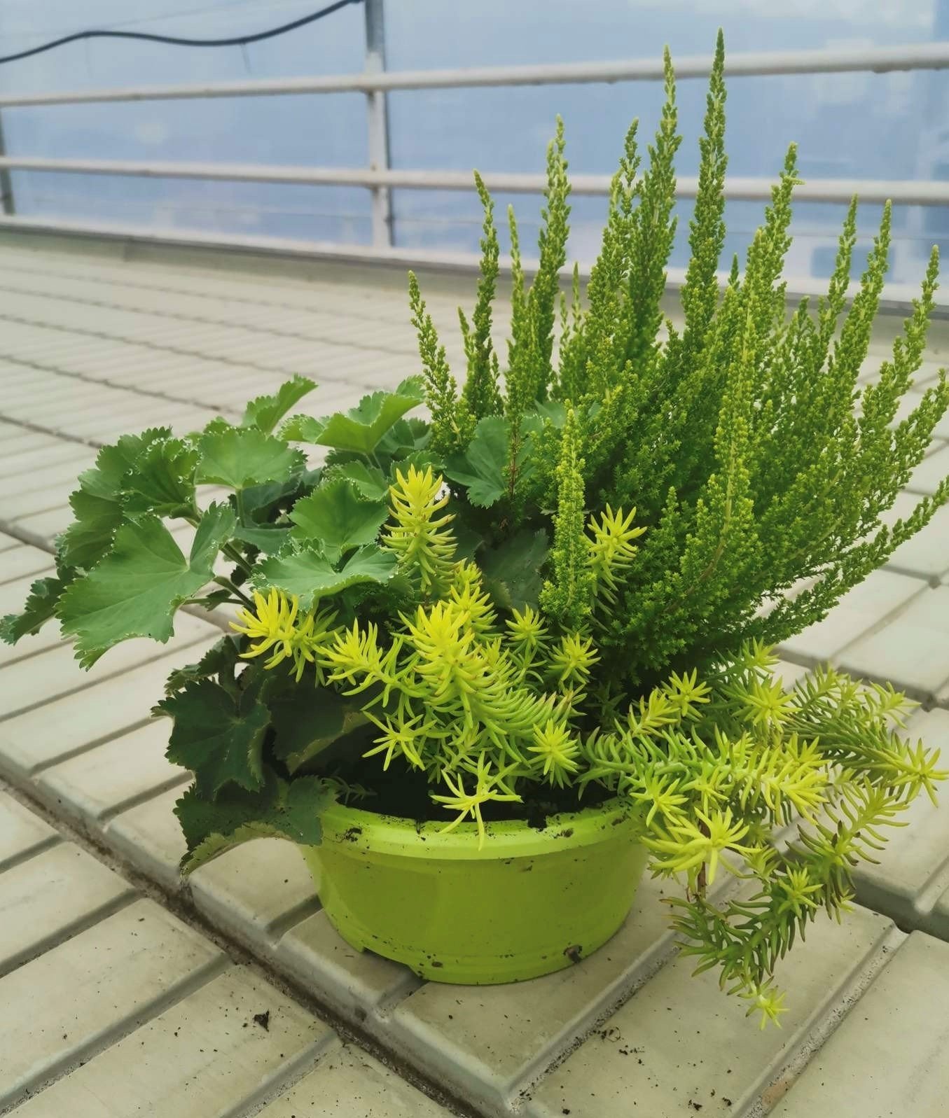 Vienmetė gėlė, rudeninių gėlių kompozicija, vazonėlio skersmuo 23 cm.
