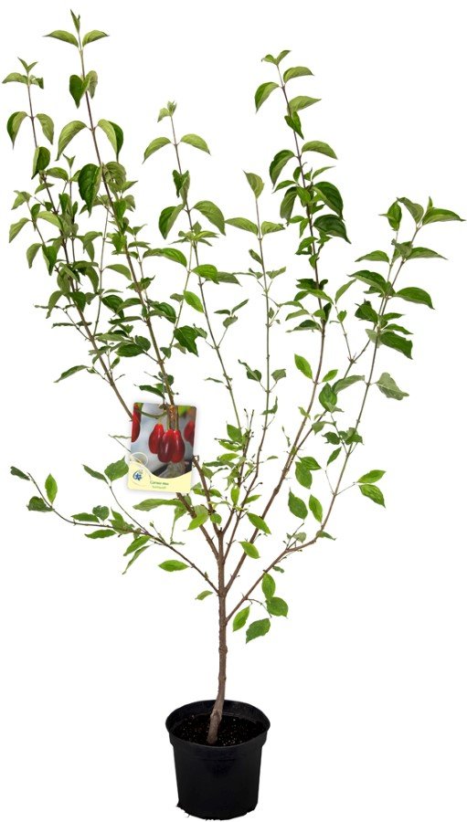 Dekoratyvinis krūmas, sedula geltonžiedė, vazonas 10 l.