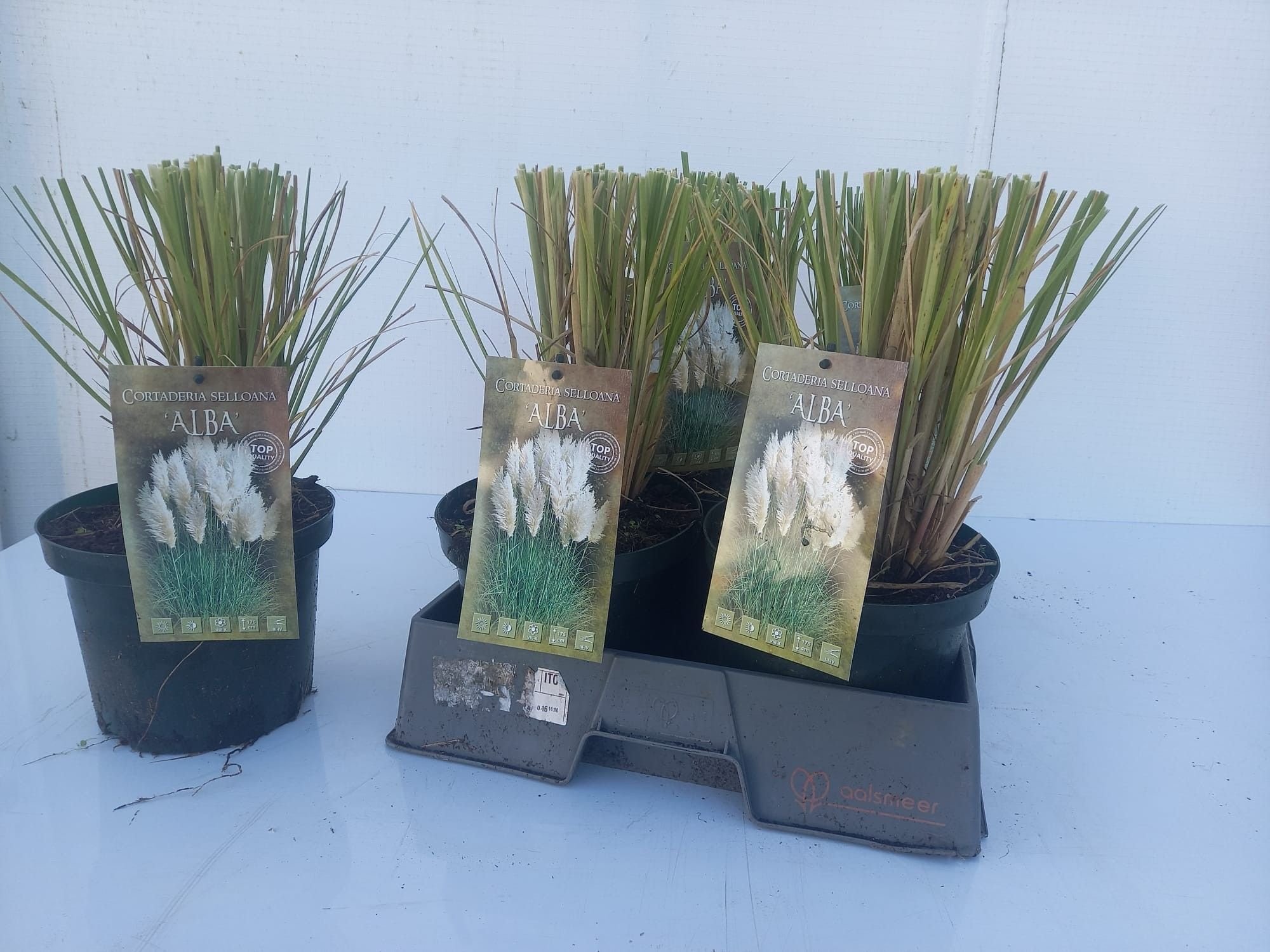 Žolinis augalas, kortaderija "Selloana", vazonėlio skersmuo 19 cm.