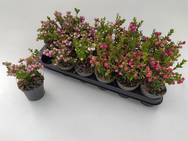 Šliaužiantis augalas, bruknuolė "Mucronata", vazonėlio skersmuo 9 cm.