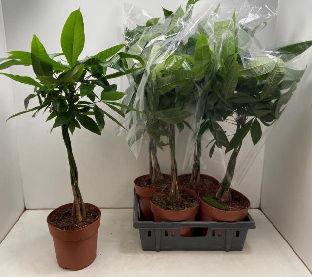 Kambarinis augalas, raivė (Pachira Aquatica), vazonėlio skersmuo 21 cm.