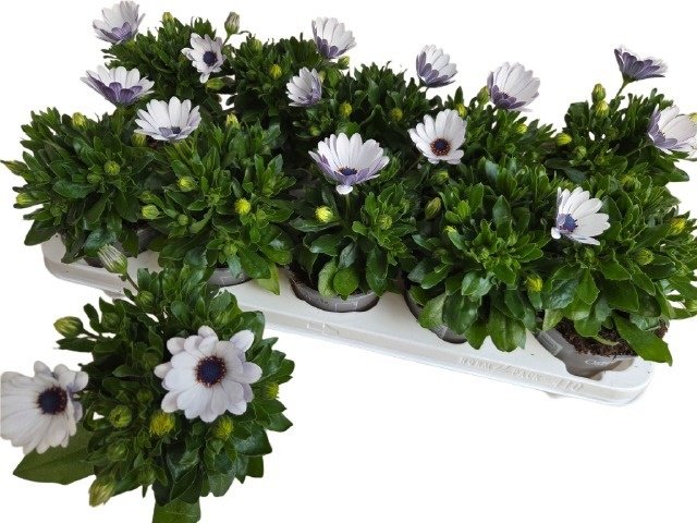 Vienmetė gėlė, kaulasėklis "Lavende White", vazonėlio skersmuo 11 cm.