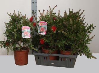 Lauko augalas, kalistemonas citrininis, vazonėlio skersmuo 19 cm.