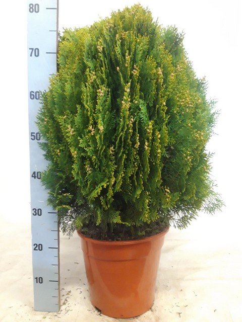 Spygliuotis, rytinis tujūnas "Aurea Nana", vazonėlio skersmuo 27 cm.