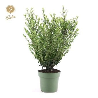 Dekoratyvinis krūmas, rinčiuotasis bugienis "Jenny", vazonėlio skersmuo 21 cm.