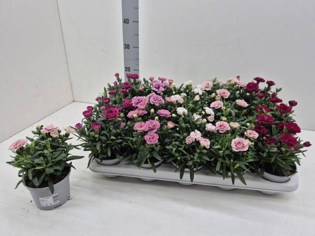 Daugiametė gėlė, gvazdikas, įvairūs, vazonėlio skersmuo 11 cm.