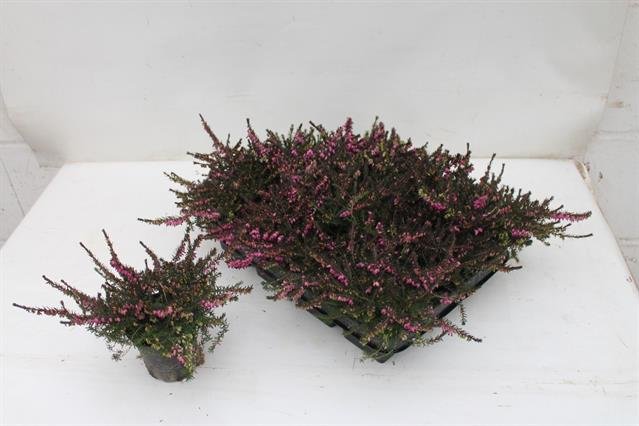 Vienmetė gėlė, erika "Lena", vazonėlio skersmuo 9 cm.