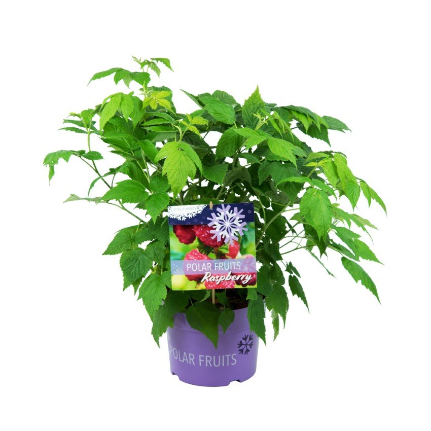 Vaiskrūmis, avietė "Polar fruits", vazonas 5 l.