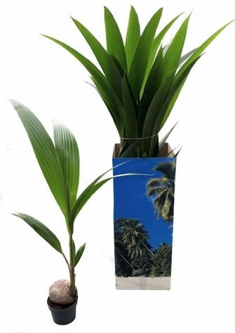 Kambarinis augalas, palmė kokosinė, vazonėlio skersmuo 19 cm.