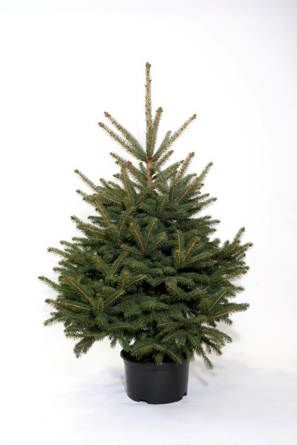 Sidabrinė eglė (Picea pungens) vazone, aukštis 130-150 cm.