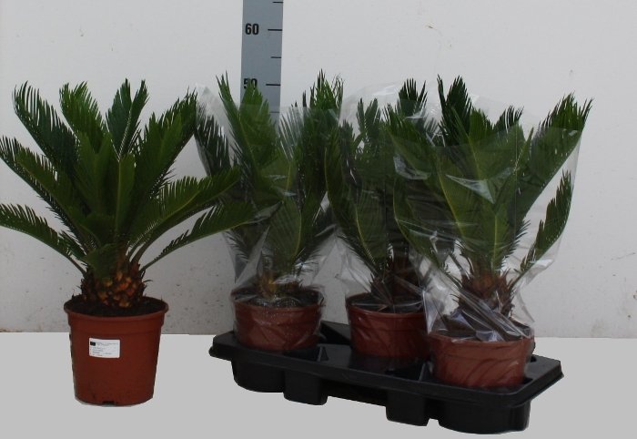 Kambarinis augalas, cikas, vazonėlio skersmuo 19 cm.