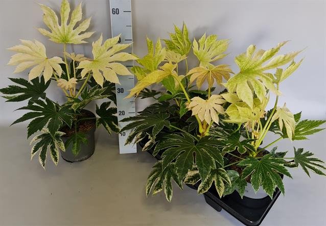 Kambarinis augalas, japoninė fatsija, vazonėlio skersmuo 19 cm.