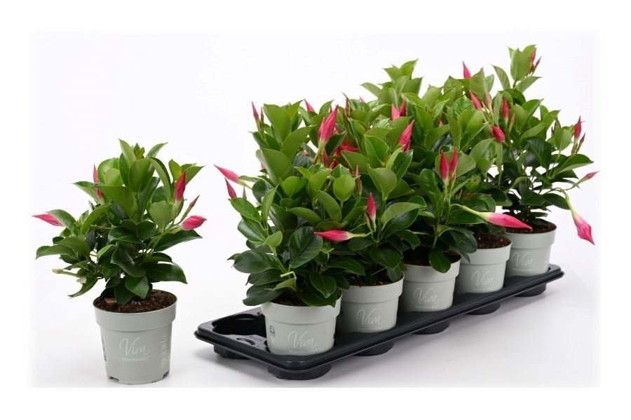 Vijoklinis augalas, mandevila "Rio Petit Allure", vazonėlio skersmuo 10 cm.