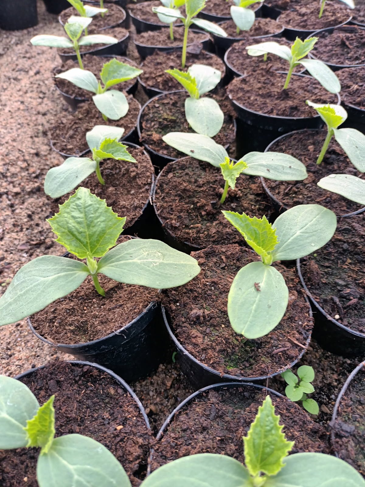 Daržovių sodinukai, agurkai "Lungo Verde", ilgavaisiai,  vazonėlio skersmuo 10 cm.