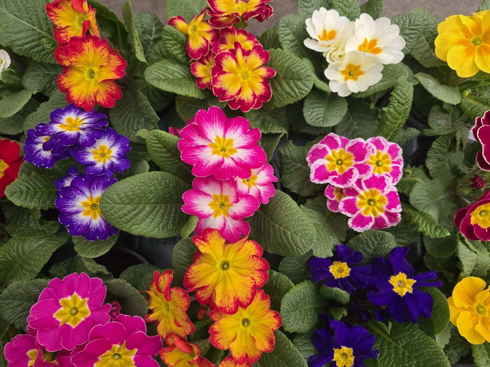 Kambarinis augalas, raktažolė paprastoji, vazonėlio skersmuo 10 cm.