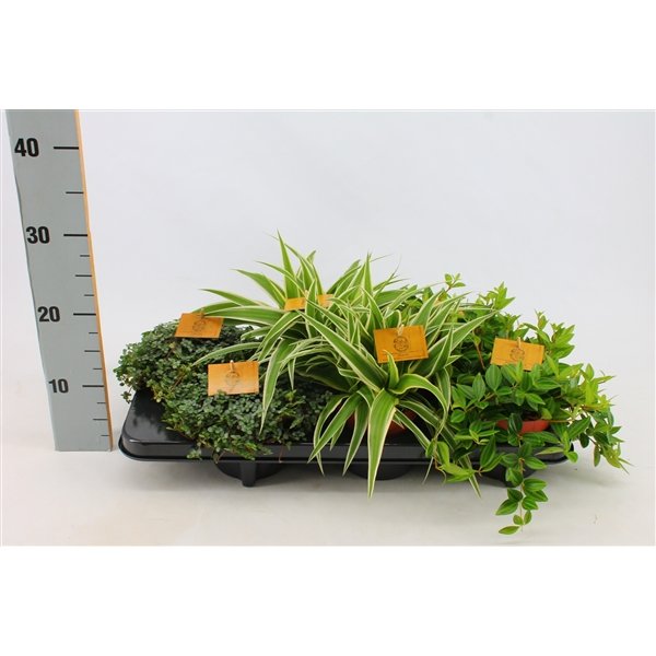 Kambarinis augalas, svyrantys lapiniai augalai, įvairūs, vazonėlio skersmuo 11 cm.