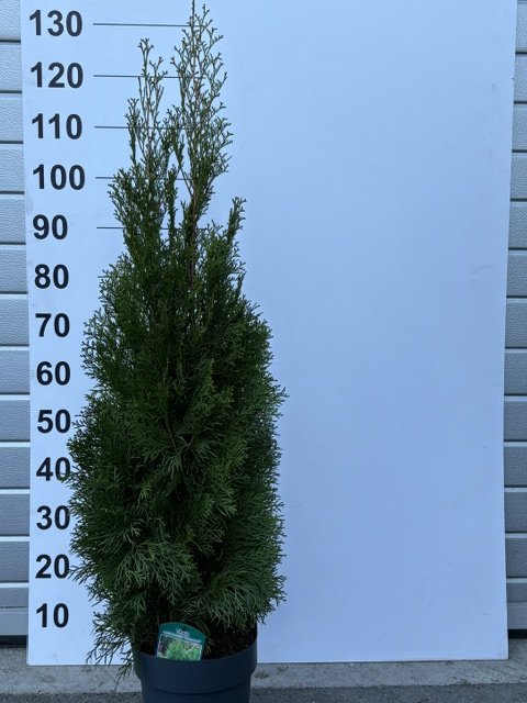 Spygliuotis, tuja vakarinė "Smaragd", aukštis 130 cm., vazonėlio skersmuo 23 cm.