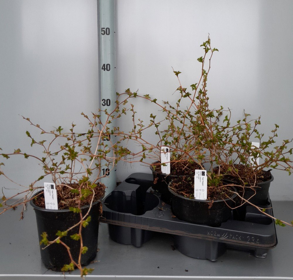 Dekoratyvinis krūmas, stefanandra karpytalapė, vazonėlio skersmuo 15 cm.