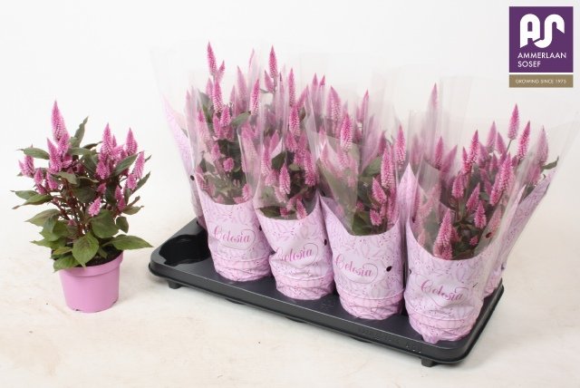 Vienmetė gėlė, celiozija "Merida Pink", vazonėlio skersmuo 12 cm.