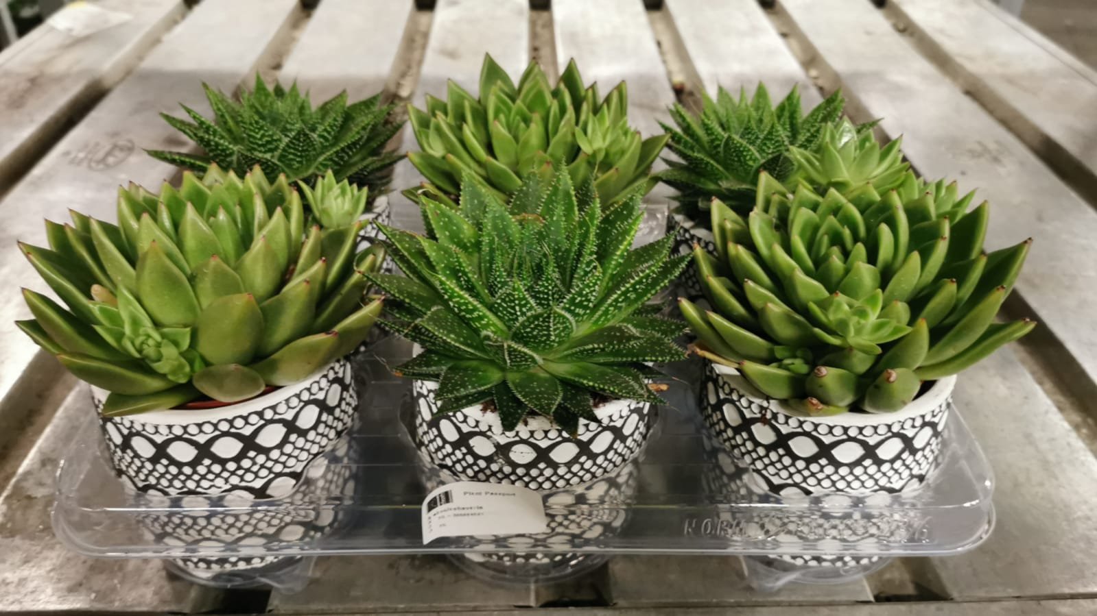 Kambarinis augalas, sukulentas, keraminiame vazonėlyje (įvairūs), vazonėlio skersmuo 11 cm.