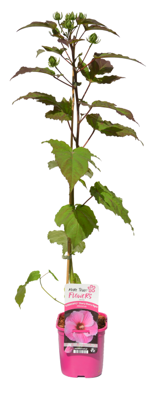 Daugiametė gėlė, kinrožė "Holy Grail", vazonas 2 l.