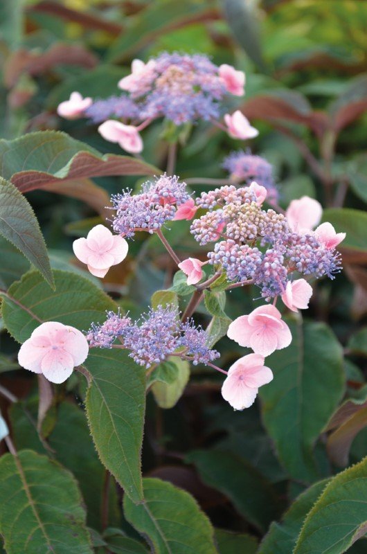 Dekoratyvinis krūmas, šiurkščioji hortenzija, vazonas 2 l.