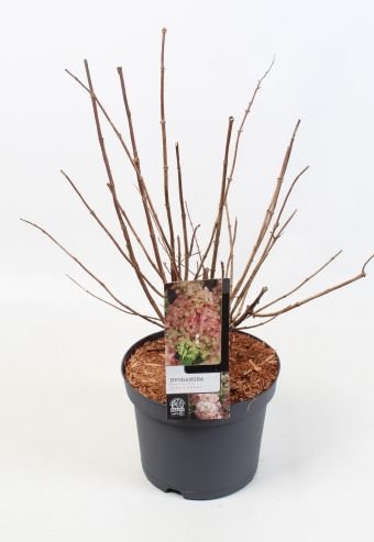 Dekoratyvinis krūmas, hortenzija šluotelinė "Pink Diamond", vazonėlio skersmuo 23 cm.