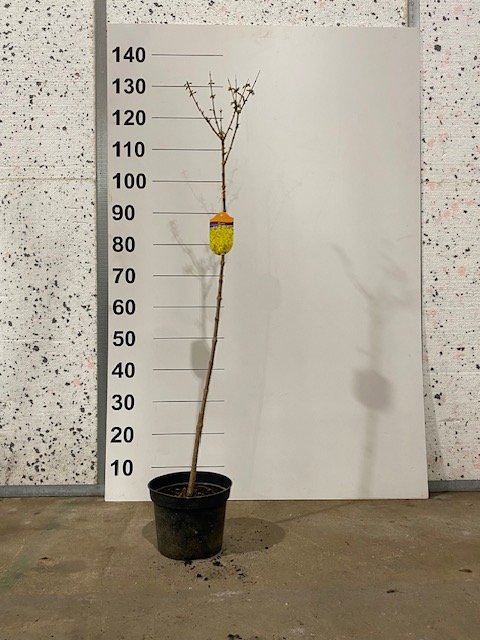 Dekoratyvinis krūmas, forsitija, ant stiebo, vazonėlio skersmuo 21 cm.