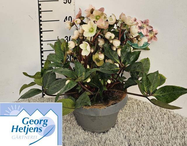 Daugiametė gėlė, eleboras "Hgc Pink", vazonėlio skersmuo 27 cm.