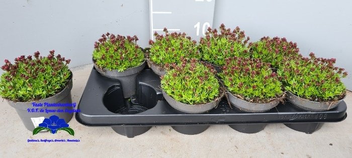 Alpinariumo augalas, uolaskėlė, vazonėlio skersmuo 13 cm.