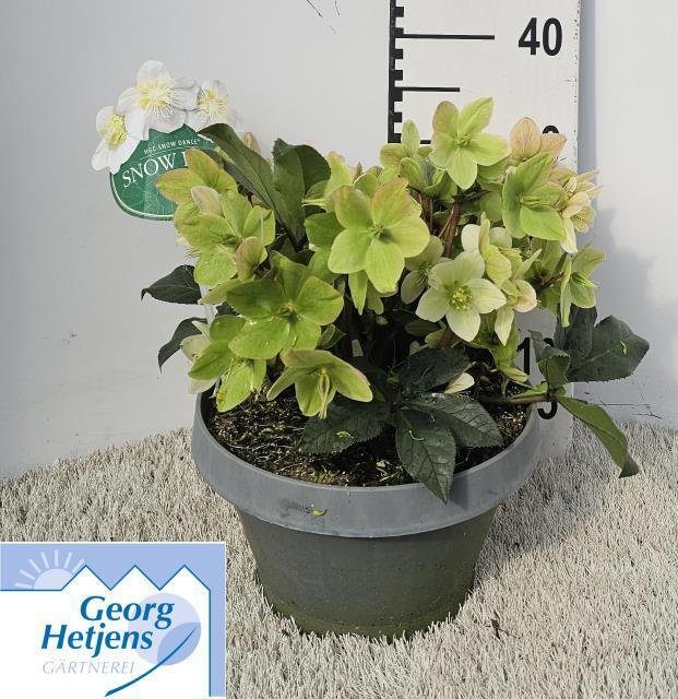 Daugiametė gėlė, eleboras "Snow Dan", vazonėlio skersmuo 27 cm.