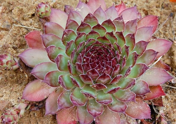 Alpinariumo augalas, perkunropė "Big Sam" (daugiametė), vazonėlio skersmuo 15 cm.