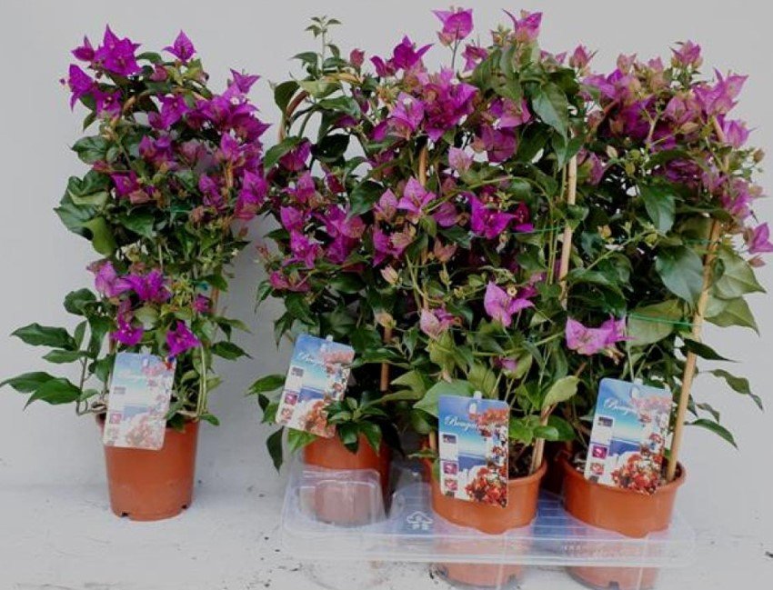 Kambarinis augalas, bugenvilija, vazonėlio skersmuo 12 cm.