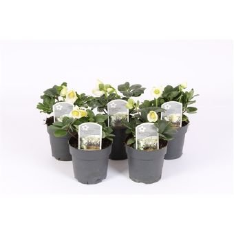 Daugiametė gėlė, eleboras, vazonėlio skersmuo 9 cm.