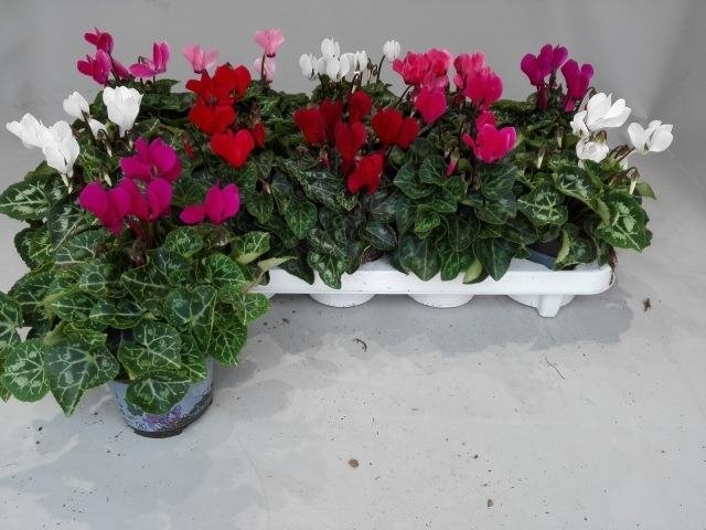 Kambarinis augalas, ciklamenas "Garden", vazonėlio skersmuo 11 cm.