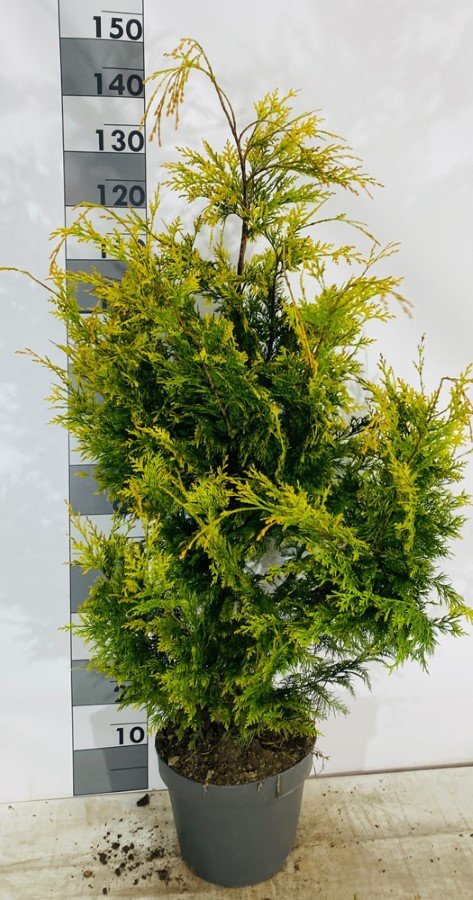 Spygliuotis, puskiparisis "Ivonne", vazonėlio skersmuo 27 cm.