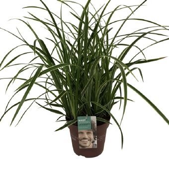 Žolinis augalas, viksva "Ice Dance", vazono skersmuo 17 cm.