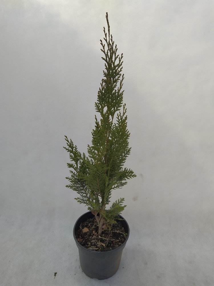 Spygliuotis, puskiparisis "Columnaris", vazonas 3 l.