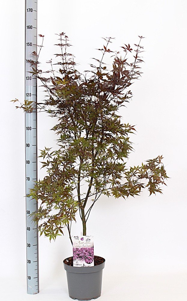 Dekoratyvinis medis, klevas, vazonėlio skersmuo 26 cm.