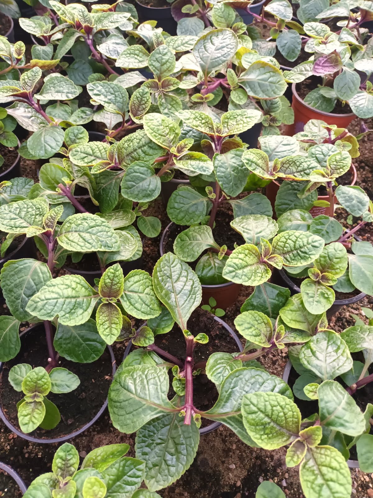 Vienmetė gėlė, cimžiedė, vazonėlio skersmuo 10 cm.