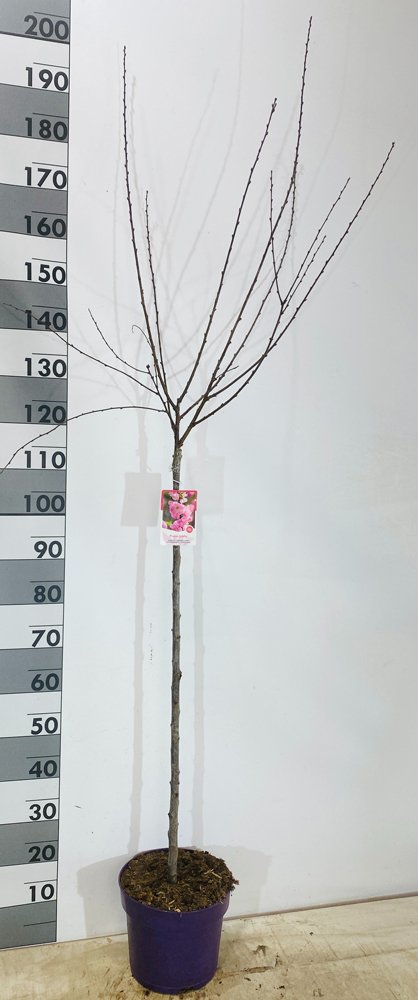 Dekoratyvinis krūmas, triskiautis migdolas, vazonėlio skersmuo 27 cm.