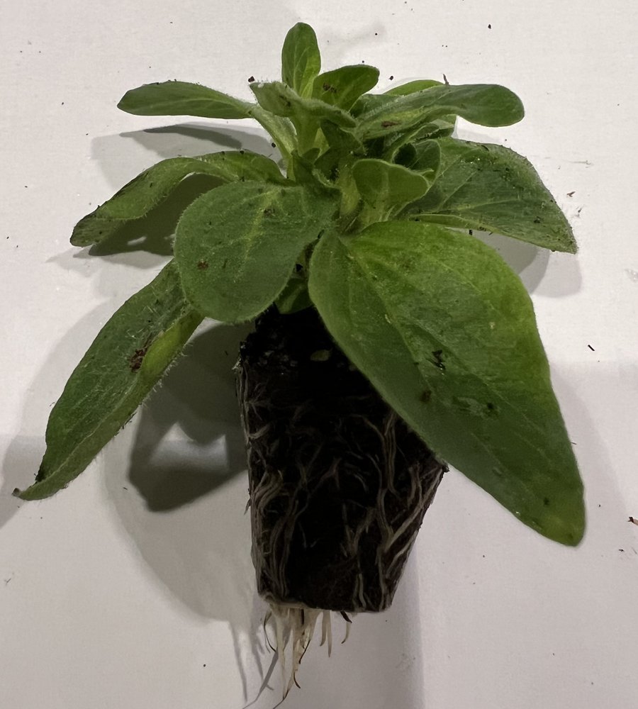 Vienmetės gėlės daigelis, petunija "Amazonas Plum Cockatoo" FLORENSIS