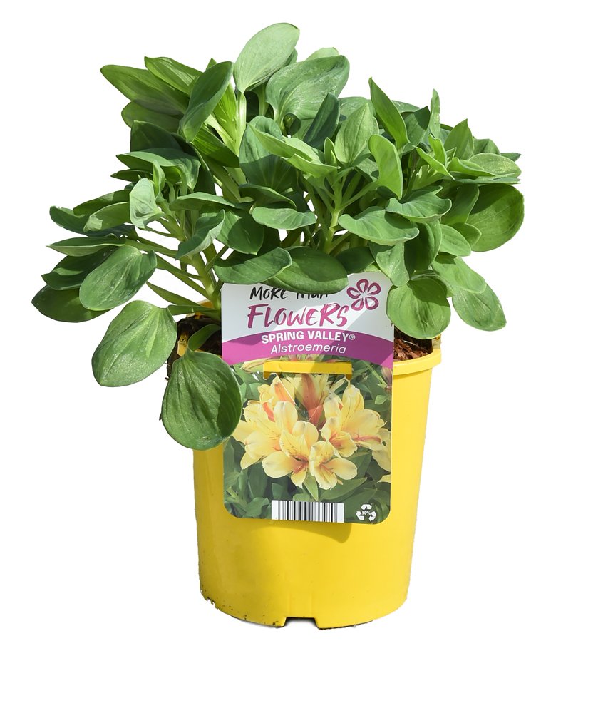 Daugiametė gėlė, alstromerija, įvairių spalvų, vazonėlis 2 l.