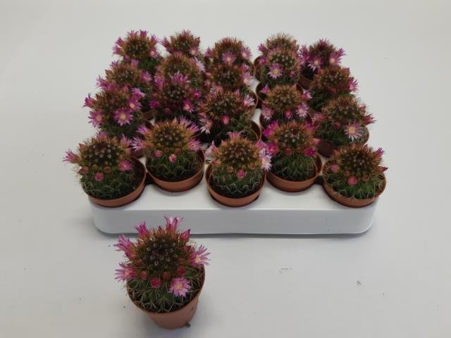 Kambarinis augalas, kaktusas, vazonėlio skersmuo 5 cm.