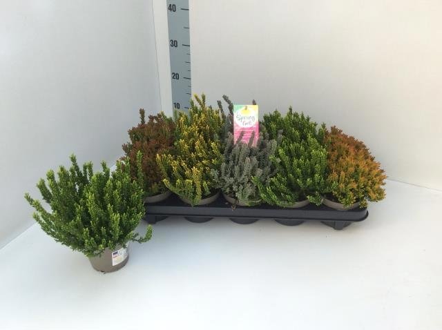 Vienmetė gėlė, viržis, įvairūs, vazonėlio skersmuo 11 cm.