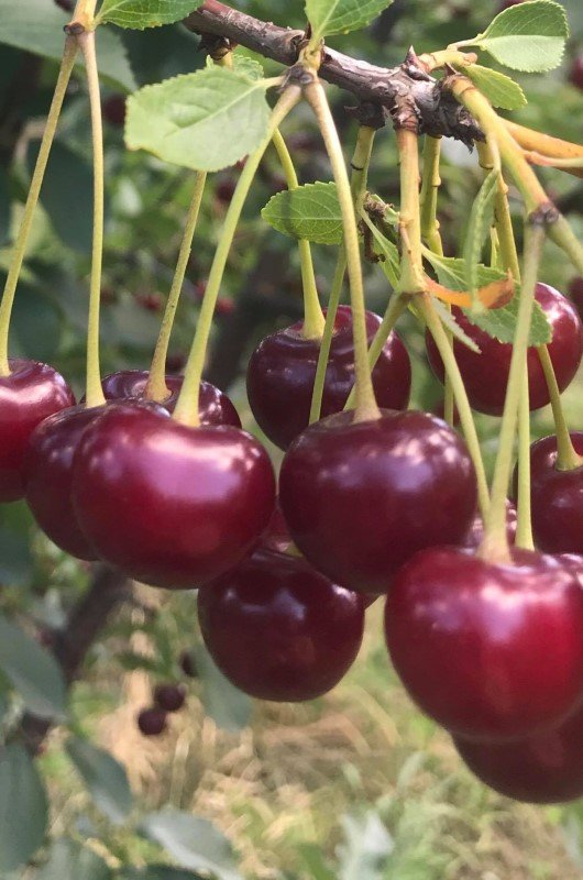 Vaismedis, trešnė "Krupnaplodnaja"